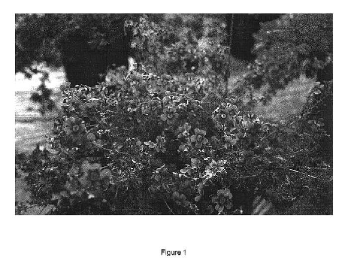 Figure 1 of US plant patent PP17090, the photograph of YASAL printed in the patent.