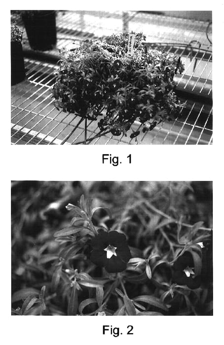 Figure 1 of US plant patent PP17091, the photograph of Kakegawa S81 printed in the patent.