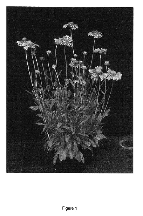 Figure 1 of US plant patent PP17092, the photograph of ORANGES AND LEMONS printed in the patent.