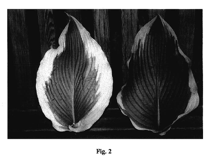 Figure 2 of US plant patent PP17093, the photograph of Atlantis printed in the patent.