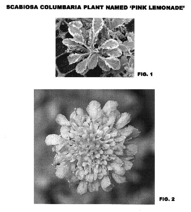 Figure 1 of US plant patent PP17094, the photograph of Pink Lemonade printed in the patent.