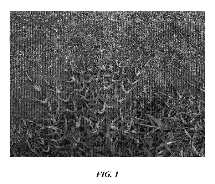 Figure 1 of US plant patent PP17095, the photograph of TR 6-10 printed in the patent.