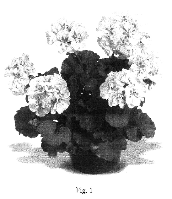 Figure 1 of US plant patent PP17096, the photograph of Maestro White Splash printed in the patent.