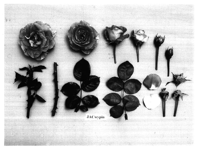Figure 1 of US plant patent PP17097, the photograph of JACwypin printed in the patent.