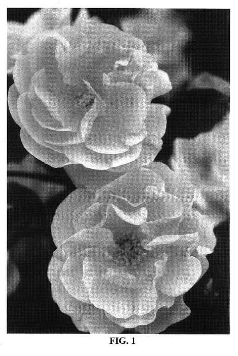 Figure 1 of US plant patent PP17098, the photograph of NOA97400A printed in the patent.