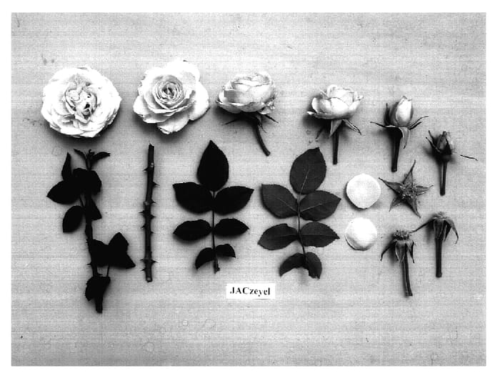 Figure 1 of US plant patent PP17099, the photograph of JACzeyel printed in the patent.
