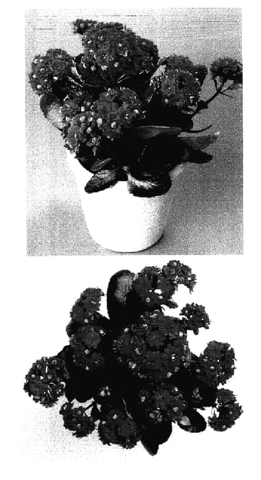 Figure 1 of US plant patent PP17100, the photograph of LIZA printed in the patent.