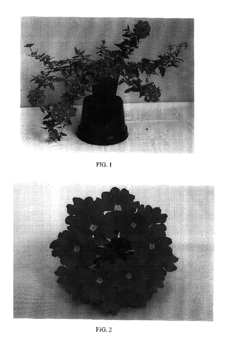 Figure 1 of US plant patent PP17101, the photograph of Balazwilro printed in the patent.