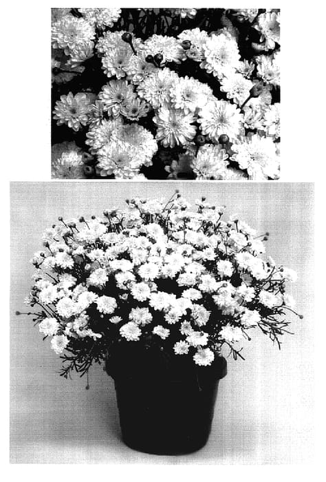 Figure 1 of US plant patent PP17102, the photograph of Supa606 printed in the patent.