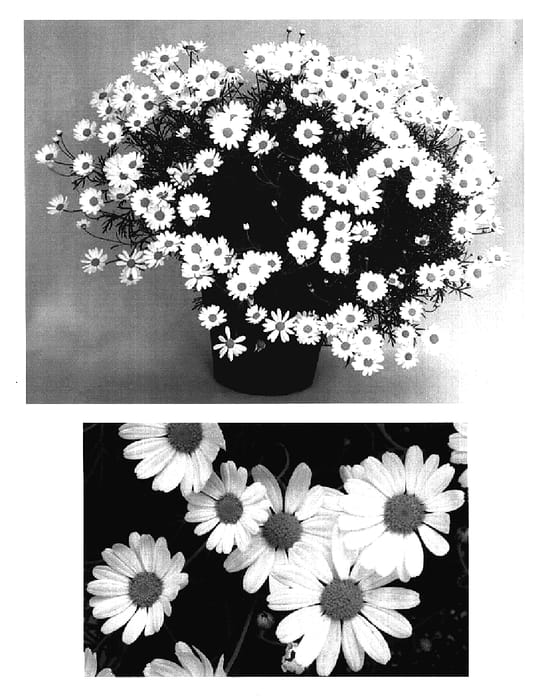 Figure 1 of US plant patent PP17103, the photograph of Cobwhite printed in the patent.