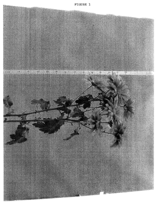 Figure 1 of US plant patent PP17104, the photograph of Danatdarpink printed in the patent.