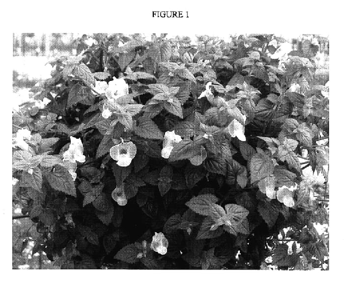 Figure 1 of US plant patent PP17105, the photograph of Dantopuremon printed in the patent.