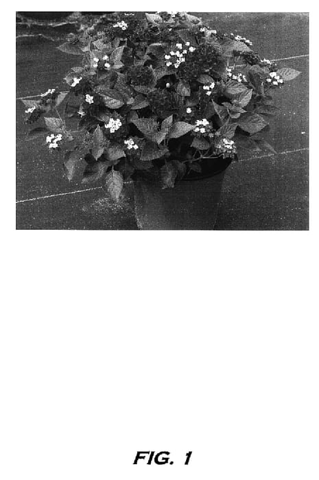Figure 1 of US plant patent PP17106, the photograph of RIVRRED printed in the patent.