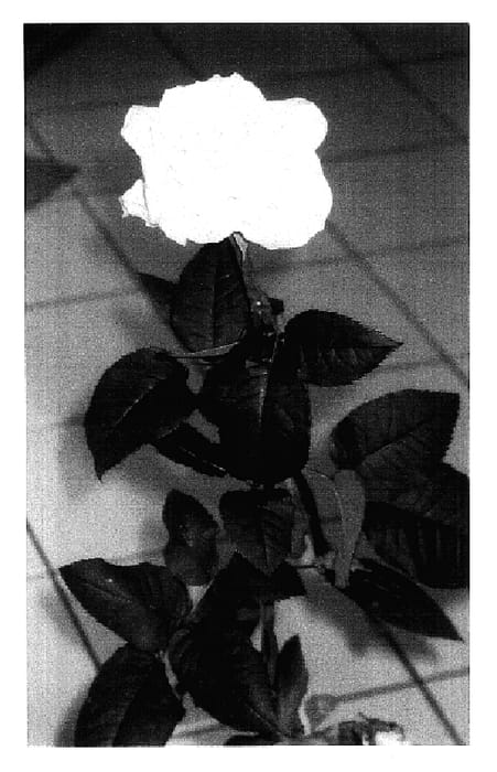 Figure 1 of US plant patent PP17107, the photograph of Schretroje printed in the patent.