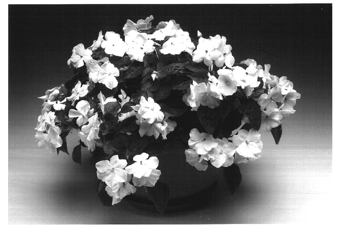 Figure 1 of US plant patent PP17108, the photograph of Imtrawhit printed in the patent.