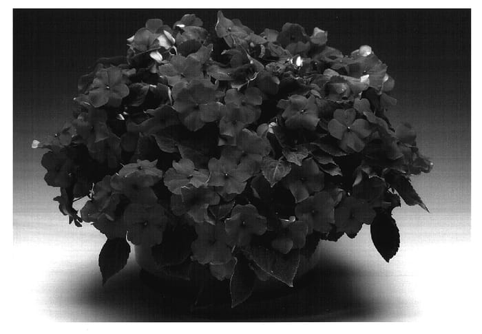 Figure 1 of US plant patent PP17109, the photograph of Imtrasalm printed in the patent.
