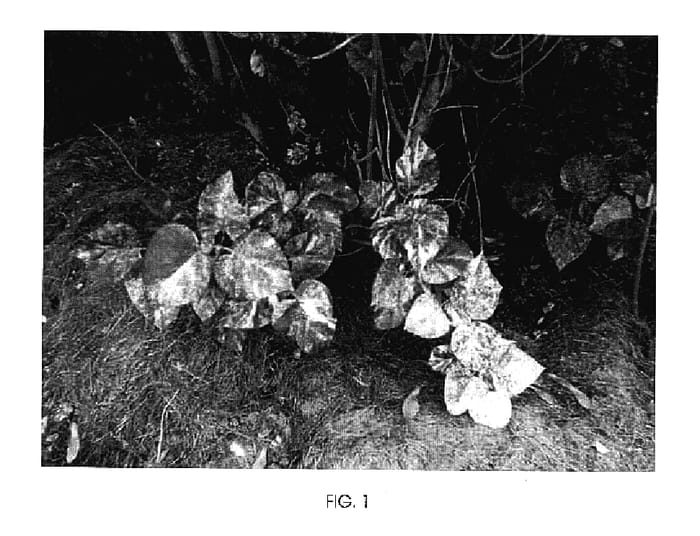 Figure 1 of US plant patent PP17110, the photograph of New Patriot Variegated-Lilac printed in the patent.