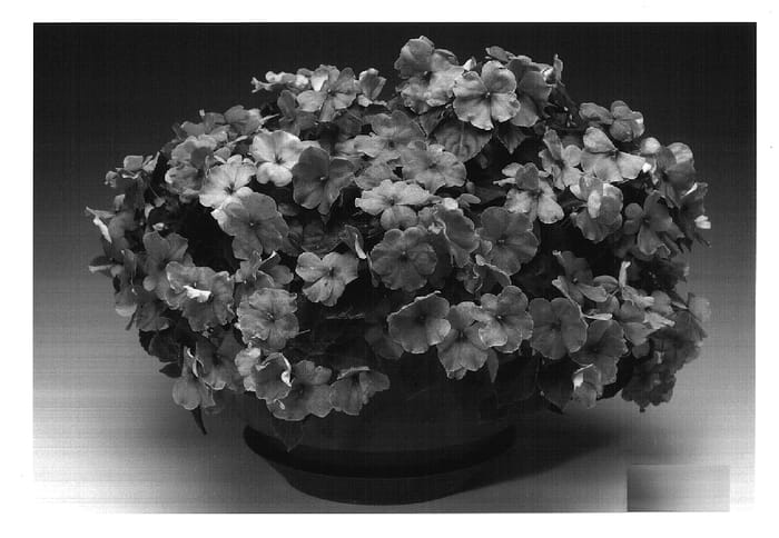 Figure 1 of US plant patent PP17111, the photograph of Imtrarepu printed in the patent.