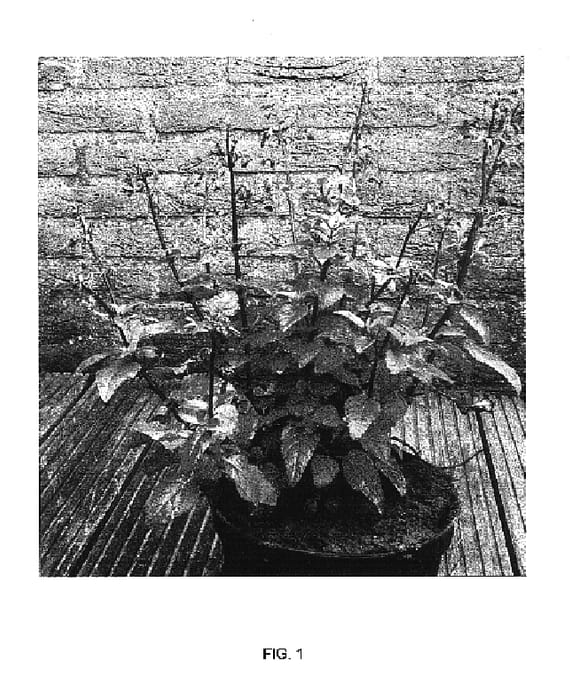 Figure 1 of US plant patent PP17112, the photograph of YAPCOR printed in the patent.