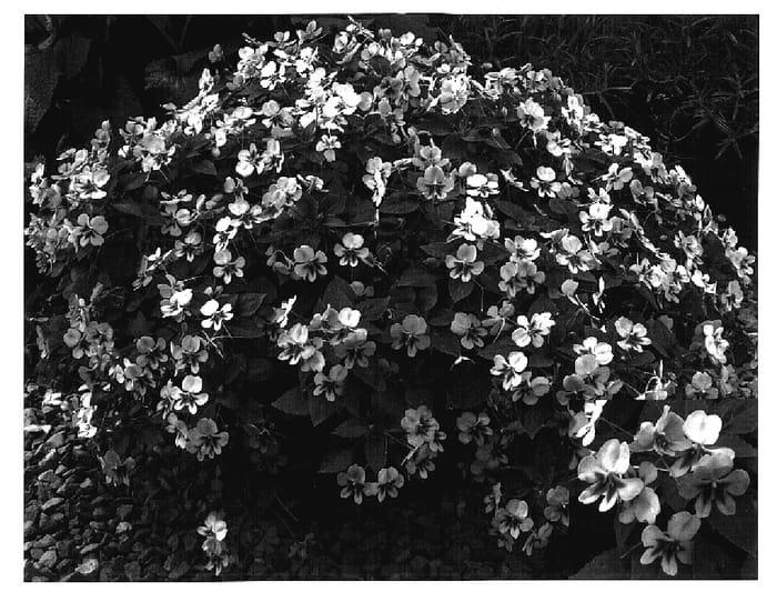 Figure 1 of US plant patent PP17113, the photograph of Butly Saley printed in the patent.