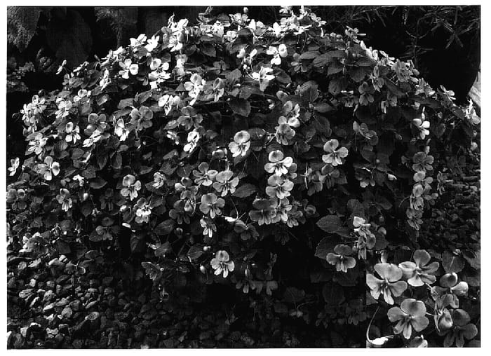Figure 1 of US plant patent PP17114, the photograph of Butly Laver printed in the patent.