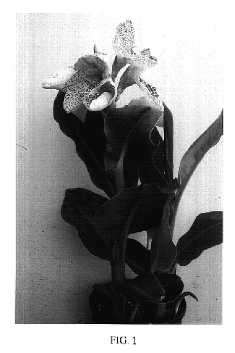 Figure 1 of US plant patent PP17115, the photograph of Balcanyel printed in the patent.