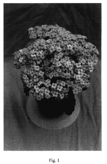 Figure 1 of US plant patent PP17116, the photograph of Forever Midi Pink Morning printed in the patent.