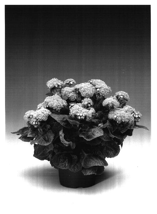 Figure 1 of US plant patent PP17117, the photograph of Agalib printed in the patent.