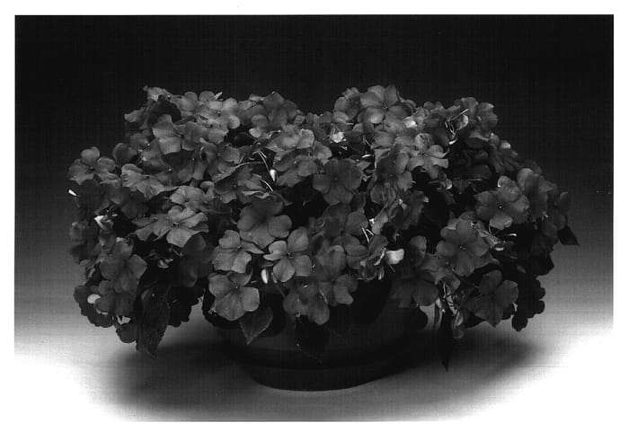Figure 1 of US plant patent PP17119, the photograph of Imtralave printed in the patent.