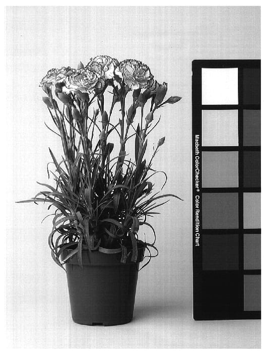 Figure 1 of US plant patent PP17120, the photograph of CFPC Evermore printed in the patent.
