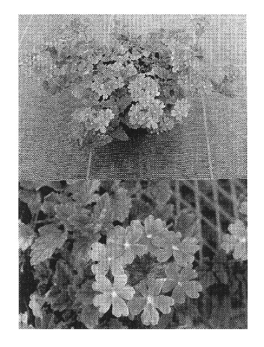 Figure 1 of US plant patent PP17121, the photograph of Sunmaricorapi2 printed in the patent.