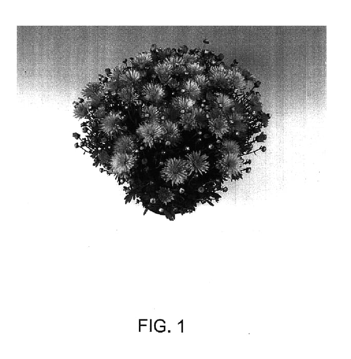 Figure 1 of US plant patent PP17122, the photograph of Lipsi printed in the patent.