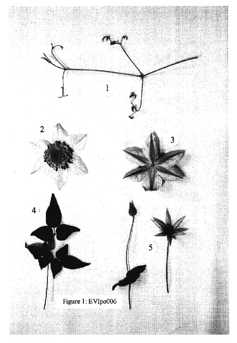 Figure 1 of US plant patent PP17123, the photograph of Evipo006 printed in the patent.