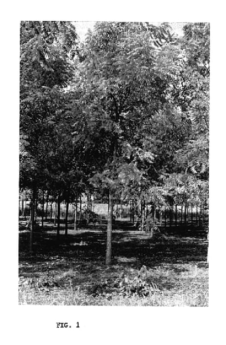 Figure 1 of US plant patent PP17124, the photograph of Beineke 13 printed in the patent.