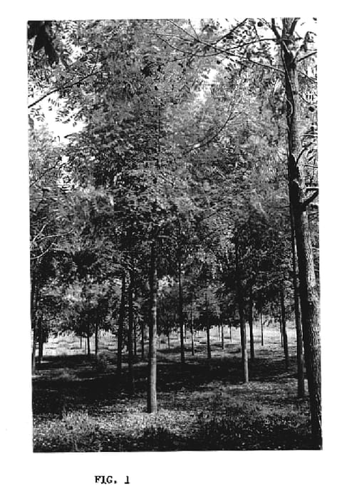 Figure 1 of US plant patent PP17125, the photograph of Beineke 12 printed in the patent.