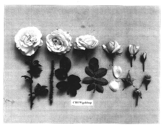 Figure 1 of US plant patent PP17126, the photograph of CHEwgoldtop printed in the patent.
