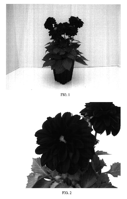 Figure 1 of US plant patent PP17127, the photograph of Dapapu printed in the patent.