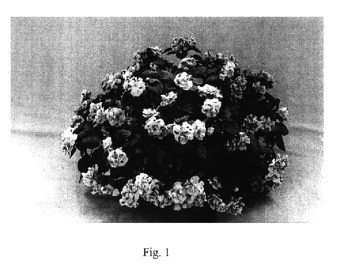 Figure 1 of US plant patent PP17128, the photograph of Cameo Burgundy Surprise printed in the patent.