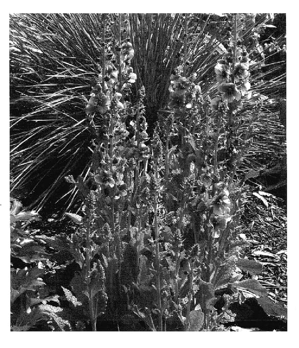 Figure 1 of US plant patent PP17130, the photograph of Blushing Bride printed in the patent.