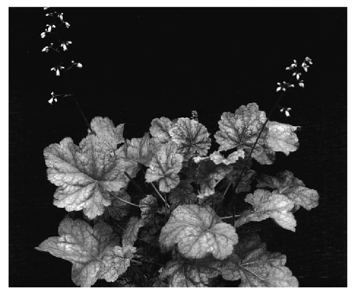 Figure 1 of US plant patent PP17131, the photograph of Peach Melba printed in the patent.
