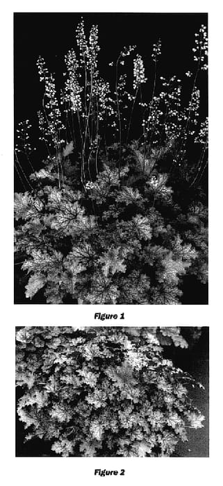 Figure 1 of US plant patent PP17132, the photograph of Fandango printed in the patent.