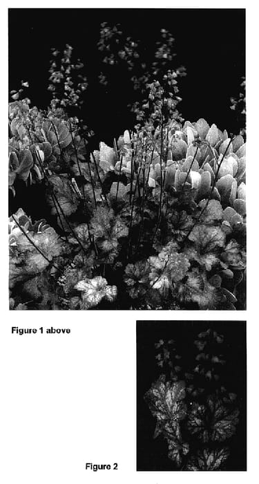 Figure 1 of US plant patent PP17133, the photograph of Tango printed in the patent.