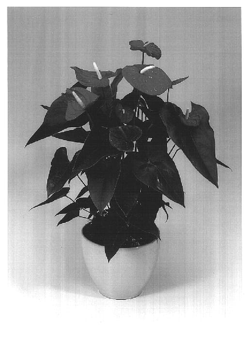 Figure 1 of US plant patent PP17134, the photograph of Anthbnzl printed in the patent.