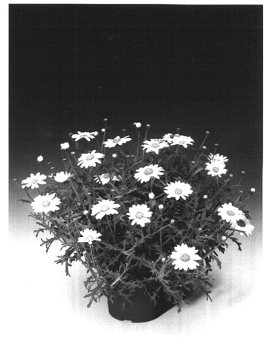 Figure 1 of US plant patent PP17136, the photograph of Argymonwi printed in the patent.