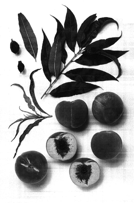 Figure 1 of US plant patent PP17137, the photograph of GP-27 printed in the patent.