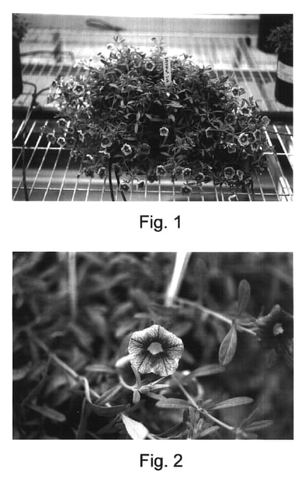 Figure 1 of US plant patent PP17138, the photograph of Kakegawa S68 printed in the patent.