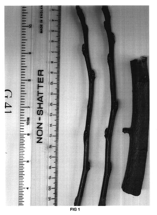 Figure 1 of US plant patent PP17139, the photograph of G.41 printed in the patent.