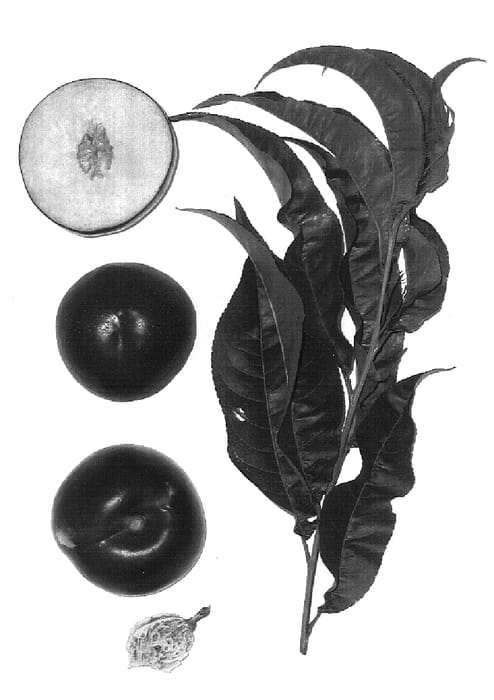 Figure 1 of US plant patent PP17140, the photograph of Burnectnineteen printed in the patent.