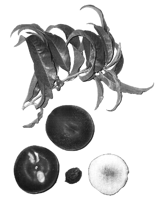 Figure 1 of US plant patent PP17141, the photograph of Burnecteighteen printed in the patent.