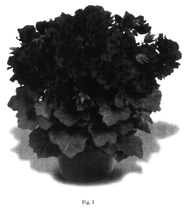 Figure 1 of US plant patent PP17142, the photograph of Elegance Burgundy printed in the patent.